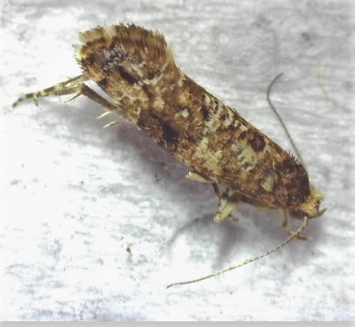 Acrolepia autumnitella